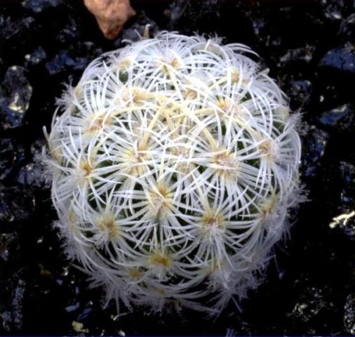 Echinomastus_mariposensis_plantule